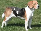 Una imagen de un perro de la raza beagle.