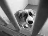 Imagen de archivo de un perro abandonado en perrera