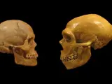 Un cr&aacute;neo de sapiens y otro de neandertal.