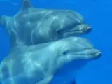 <p>Imagen de los delfines del Zoo De Barcelona.</p>
