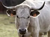 Una vaca en una imagen de archivo.