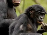 Bonobos.