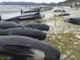 Docenas de ballenas varadas en una playa de Farewell Spit en la Bahía Dorada de Nueva Zelanda.