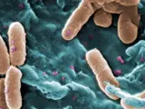 Imagen de la bacteria Pseudomonas aeruginosa.