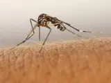 Mosquito Tigre, el transmisor del dengue.
