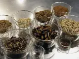 Los insectos como nuevo ingrediente en nuestros platos.