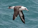 <p>Wisdom, de <strong>65 años</strong>, ha roto con la teoría científica de que los albatros solo viven hasta los 40.</p>
