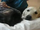 Uno de los perros de terapia de Yaracán acompañando a un paciente en el Hospital de Torrejón.