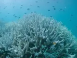 Detalle del blanqueo masivo que sufre la Gran Barrera de Arrecifes, el mayor sistema coralino del mundo situado en el noreste de Australia, em Vlassof Cay (Australia).