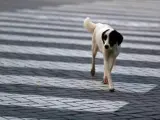 Imagen de archivo de un perro callejero.