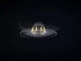 Una medusa et&eacute;rea, c&oacute;smica, casi como un ovni fue vista flotando cerca de un monte submarino inexplorado, a unos 3.000 metros de profundidad, en una remota regi&oacute;n de Samoa Americana. La criatura fue descubierta por un equipo del NOAA durante una expedici&oacute;n submarina.
