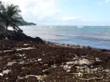Acumulación de sargazo en la bahía de Conset, en el este de la isla de Barbados.