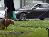 Imagen de un perro defecando en la vía pública.