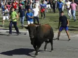 El festejo del Toro de la Vega en Tordesillas, reconvertido en la suelta de un astado por el campo sin muerte en público.