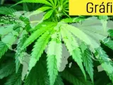 Planta de cannabis en todo su esplendor