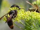 Las larvas de avispa asiática se alimentan de abejas.