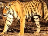 Imagen de un ejemplar de tigre de bengala.