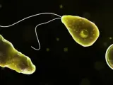 Naegleria fowleri, popularmente conocida como ameba "come cerebros".