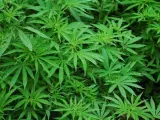 <p>Una plantación de Cannabis. </p>