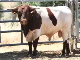 La Berrenda en Colorado es una de las razas bovinas aut&oacute;ctonas que se encuentra en peligro de extinci&oacute;n