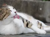 Un gato se asea con su lengua.