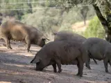 El cerdo ibérico se alimenta de bellotas.