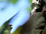 Cotorra acechando a un murciélago