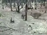 Un perro hace frente a una leona hambrienta en un Parque Nacional de la India.