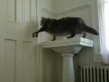 Un gato intenta escapar abriendo la puerta.