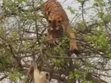 Tigre versus mono.