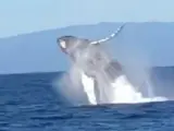 Una ballena saltando.