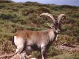 El bucardo es una subespecie de cabra mont&eacute;s que fue declarada extinta en el 2000 por la UICN.
