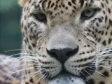 Una imagen de un leopardo asiático.