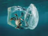 Un cangrejo permanece atrapado en un vaso de plástico en el mar en el Pasaje de Isla Verde (Filipinas).