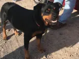 Ejemplar de Rottweiler rescatado por la Policía Local