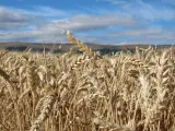 La cosecha de cereal en Álava alcanza cotas históricas y supera por primera vez los 300 millones de toneladas.
