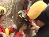 El mejor equipo de bomberos del Parque de Doñana lo forman 18 burros, quienes ahorran a la militares tener que hacer los cortafuegos, ya que son los propios animales quienes pastando eliminan las hierbas sobrantes.
