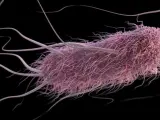E. Coli, escherichia coli