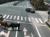 Dos toros sueltos, en medio de una avenida en la ciudad china de Yantou, protagonizan una ins&oacute;lita pelea.