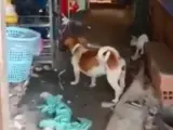 Un perro y un gato luchan juntos contra una rata.