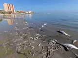 Peces muertos en playas del mar Menor, en la zona de Villananitos y La Puntica, San Pedro del Pinatar (Murcia).