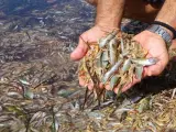 Muerte masiva de peces en el Mar Menor.