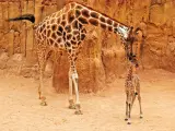 La jirafa Che con su cría