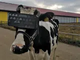 Las vacas de una granja de Moscú, con las ganas virtuales.