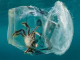 Un cangrejo atrapado en un vaso de pl&aacute;stico en el mar, en el Pasaje de Isla Verde, en Filipinas.