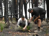 Kelvin Johnson y Amanda Shields, dos voluntarios del Consejo de Tierras Aborígenes de Darkinjung, estudian el nacimiento de la flora australiana.