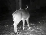 Una cámara instalada en la localidad de Northfield, en Vermont (EE UU), captó el espectacular momento en que un ciervo pierde las astas y huye despavorido por el ruido que hacen al chocar contra el suelo.