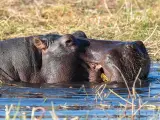 Imagen de un hipopótamo.