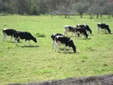 Vacas en una imagen de archivo.