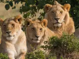 Una leona y dos machos en Masai Mara.